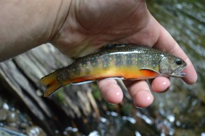 Brook trout, Southern Appalachian Brook Trout, Fly Fishing the Smokies, Fly Fishing Pigeon Forge, Fly Fishing Sevierville, Fly Fishing Guides Pigeon Forge, Fly Fishing Guides in Sevierville, Fly Fishing Guides in Gatlinburg, Fly Fishing Tennessee, Fly Fishing Guides Great Smoky Mountains National Park,  