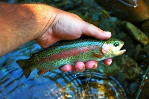 Fly Fishing Great Smoky Mountains National Park, Fly Fishing the Smokies, 