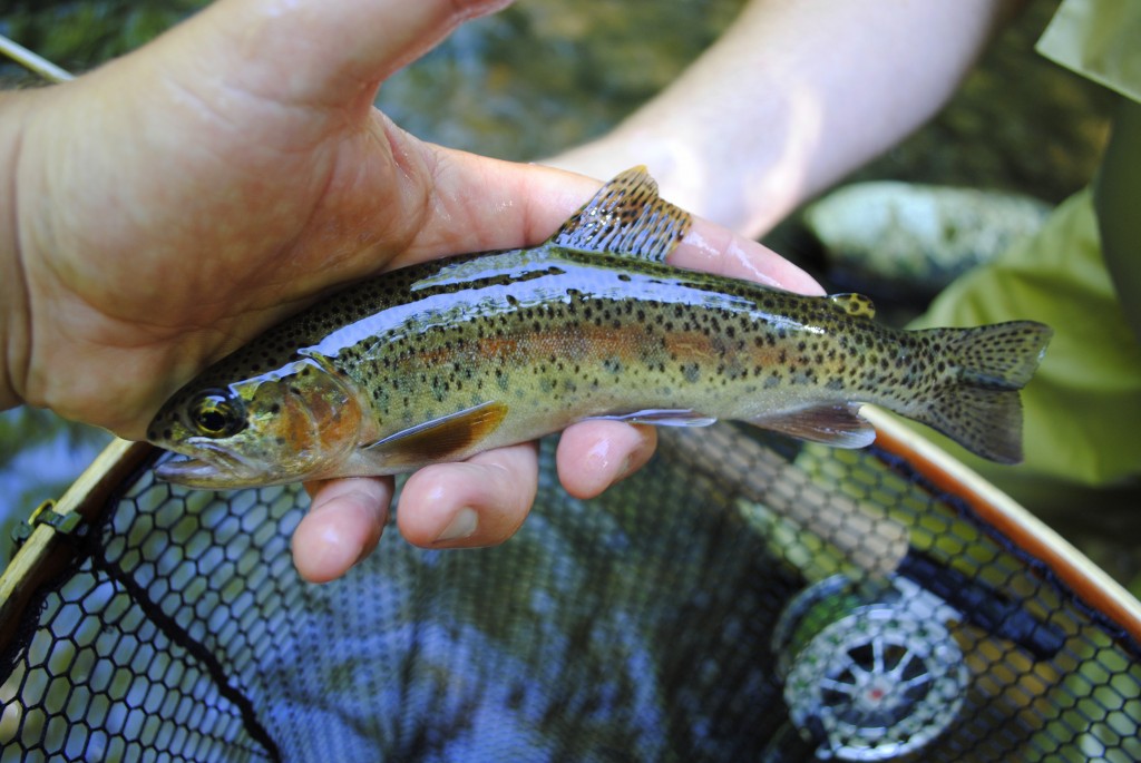 Fly Fishing the Great Smoky Mountains National Park